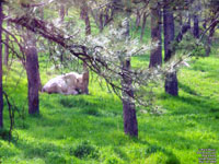 Black Hills